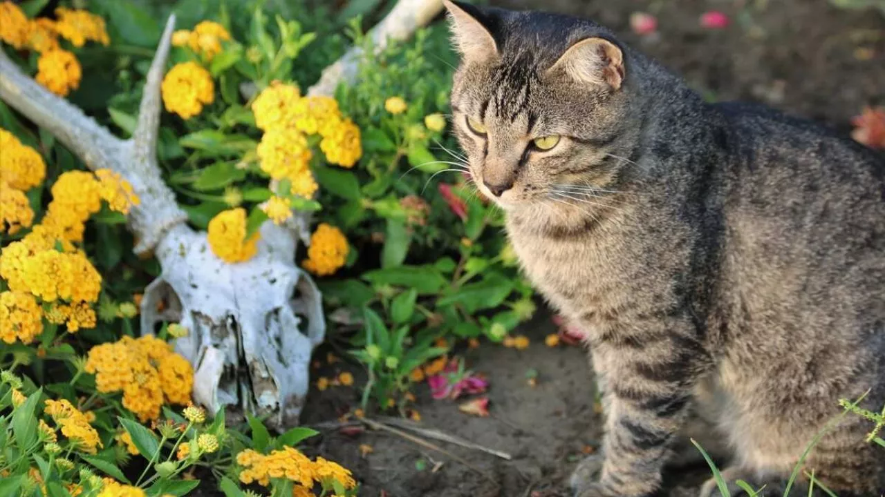 19 Plants To Keep Cats Away And To Protect Your Flower Garden 1 Cats Attracted To Plants