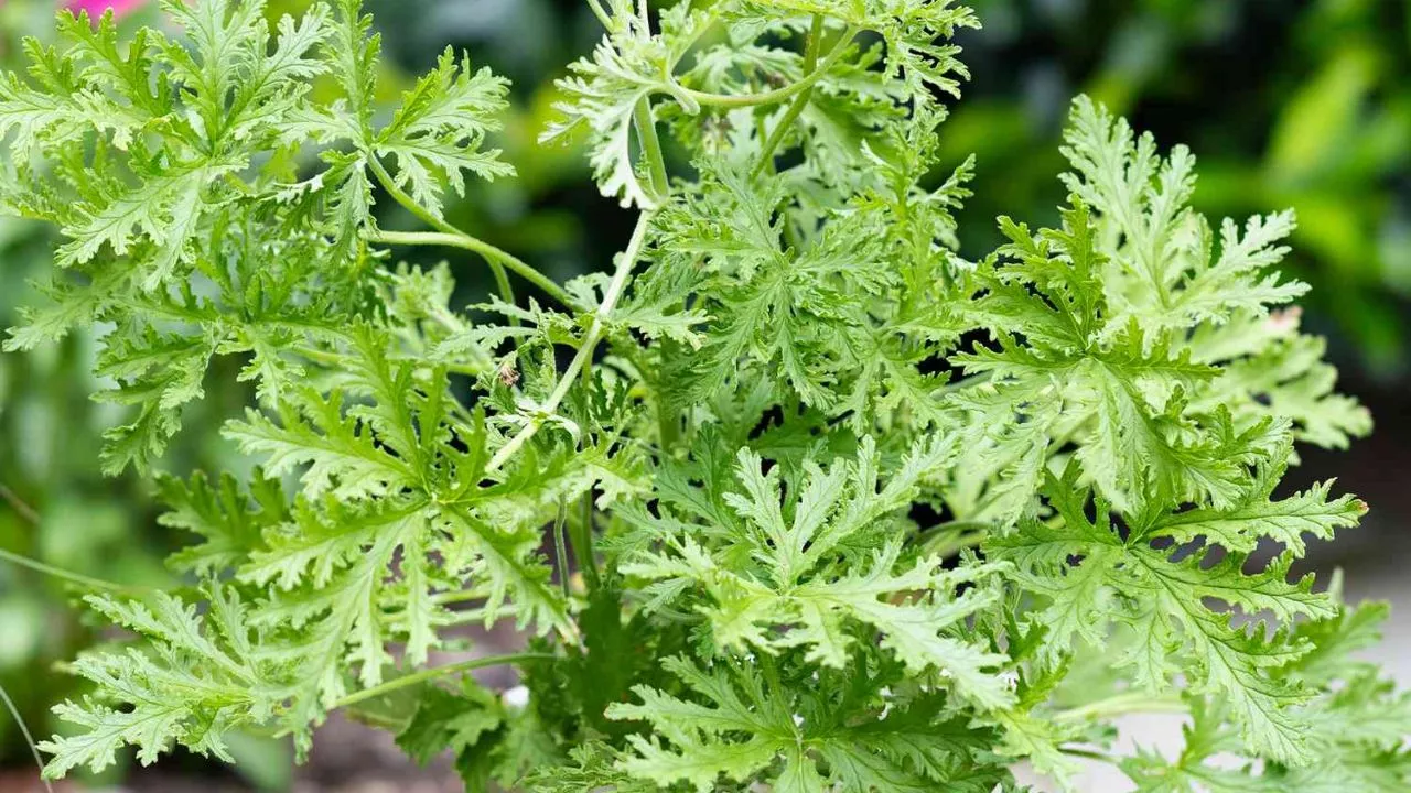 19 Plants To Keep Cats Away And To Protect Your Flower Garden 3 Citronella