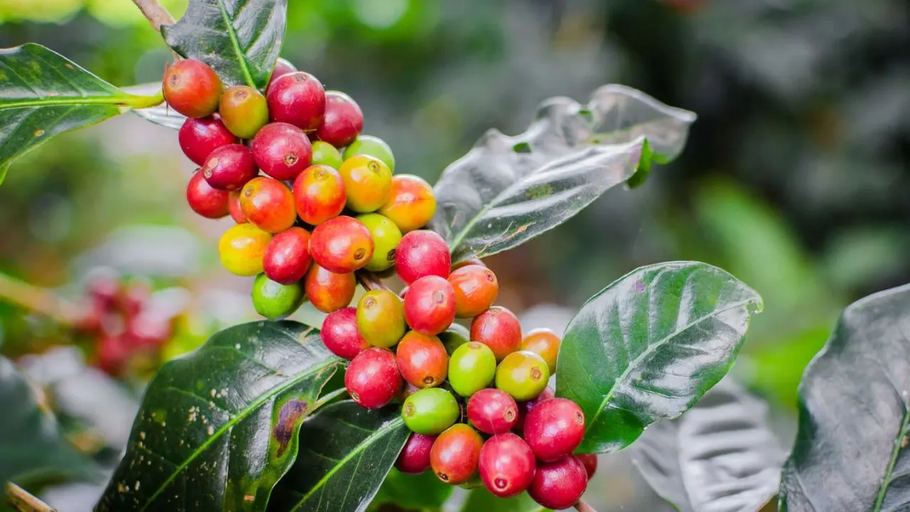 19 Plants To Keep Cats Away And To Protect Your Flower Garden 15 Coffee Plants