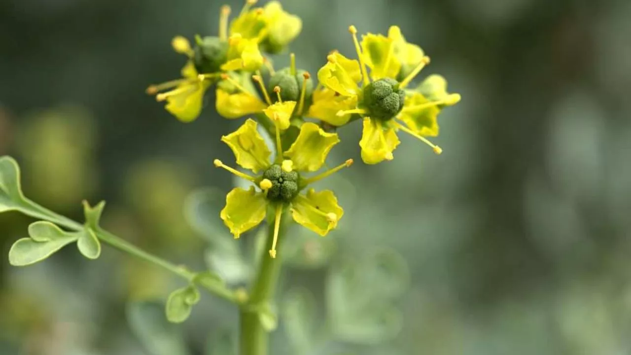 19 Plants To Keep Cats Away And To Protect Your Flower Garden 13 Common Rue