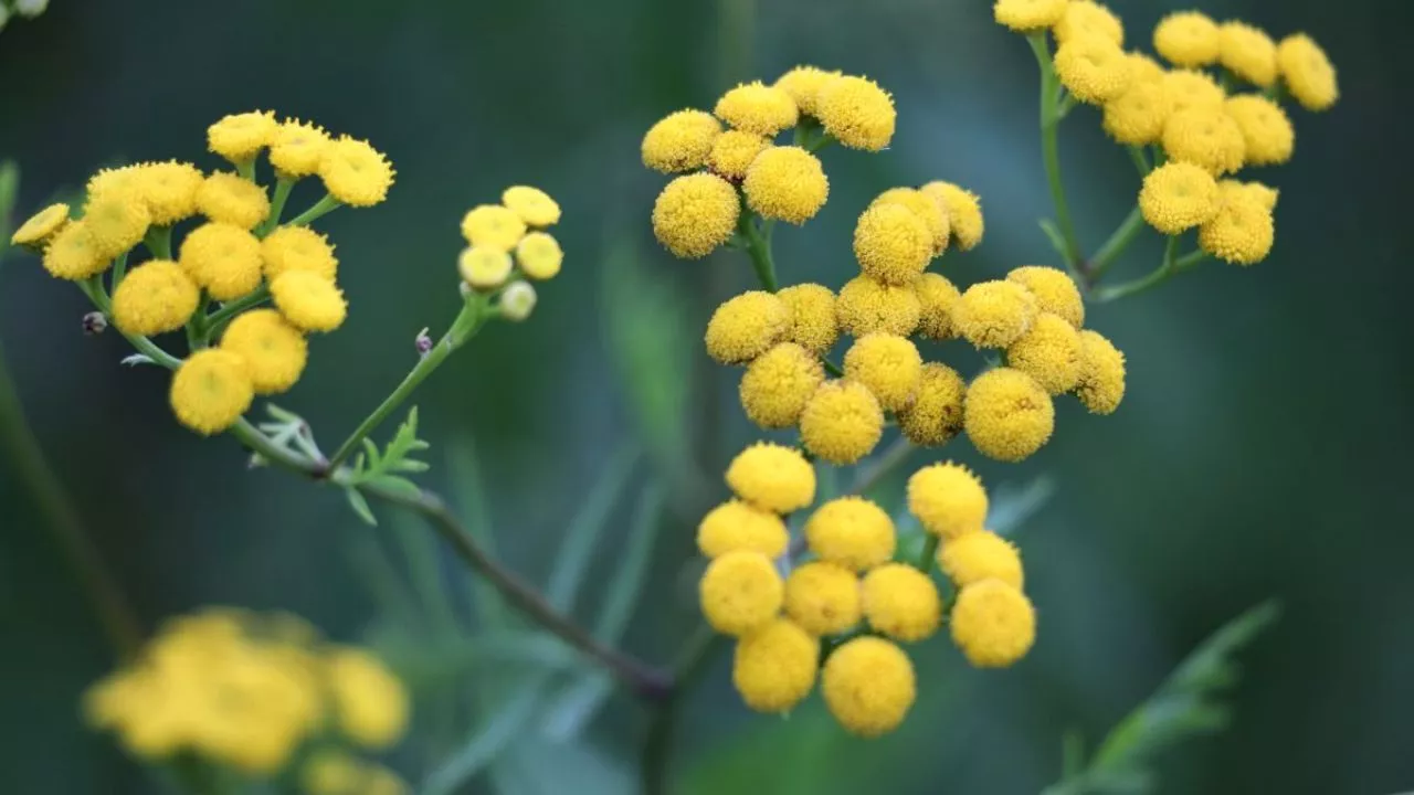 19 Plants To Keep Cats Away And To Protect Your Flower Garden 12 Curry Herb Plant