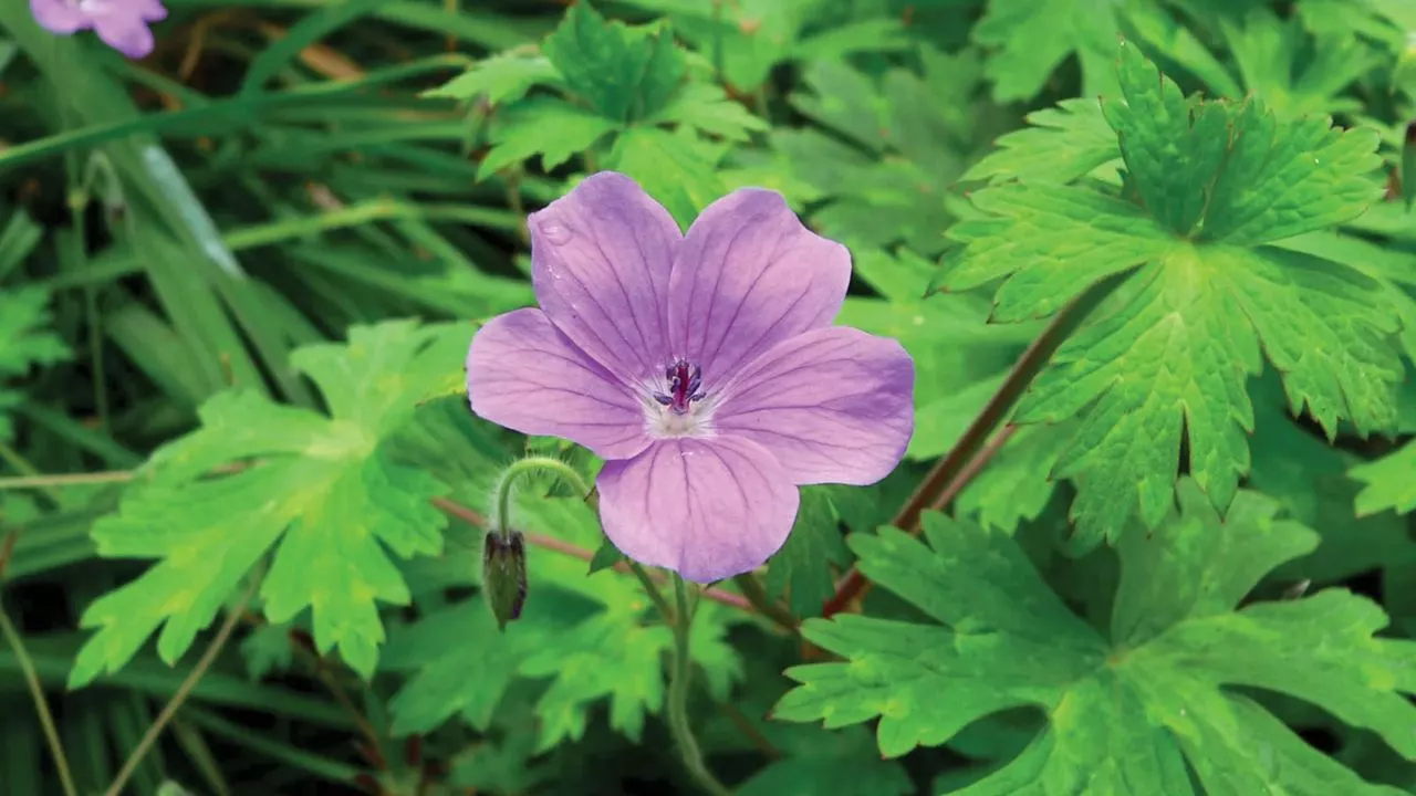 19 Plants To Keep Cats Away And To Protect Your Flower Garden