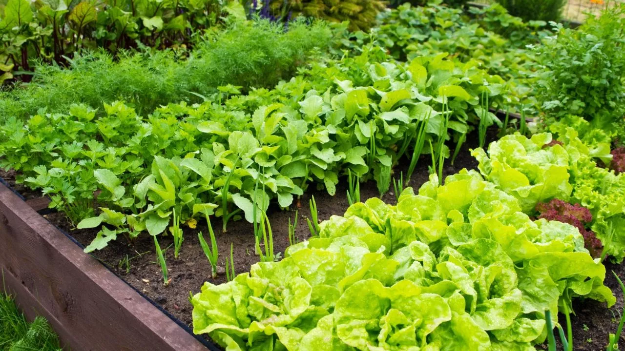 Grow A Vegetable Garden