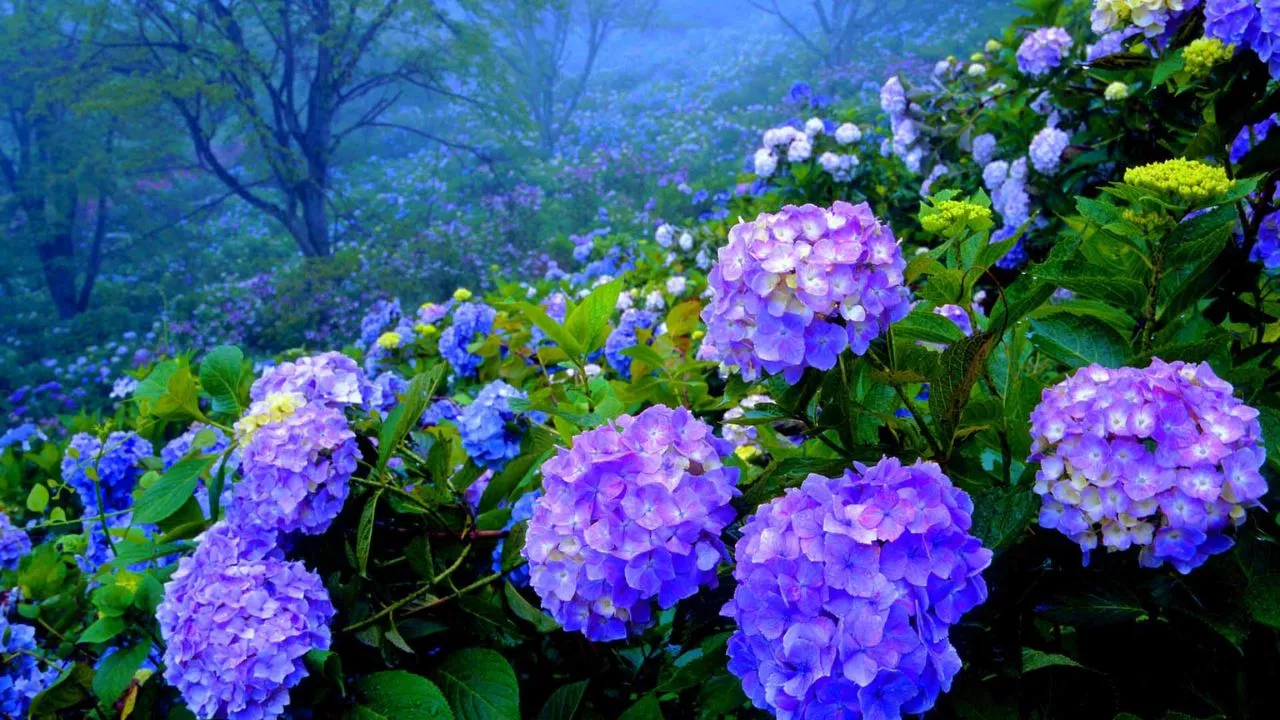 Hydrangeas