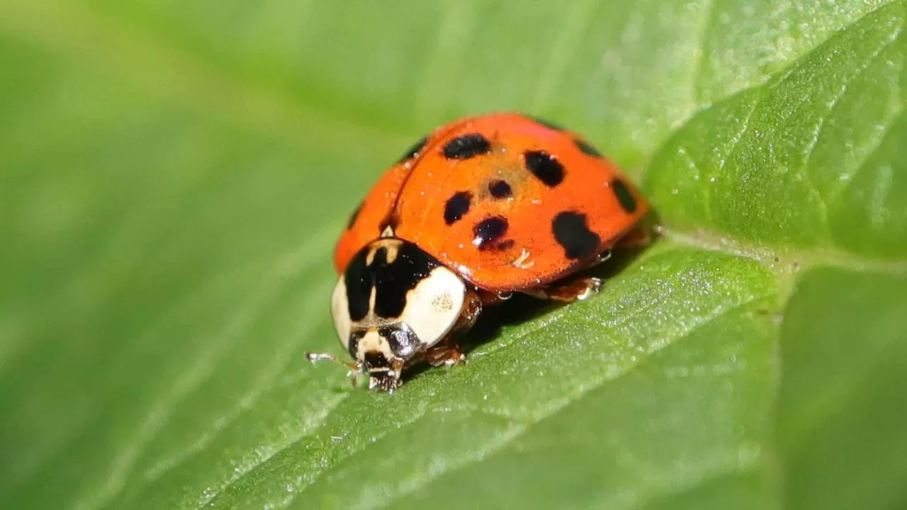 Ladybug Anatomy