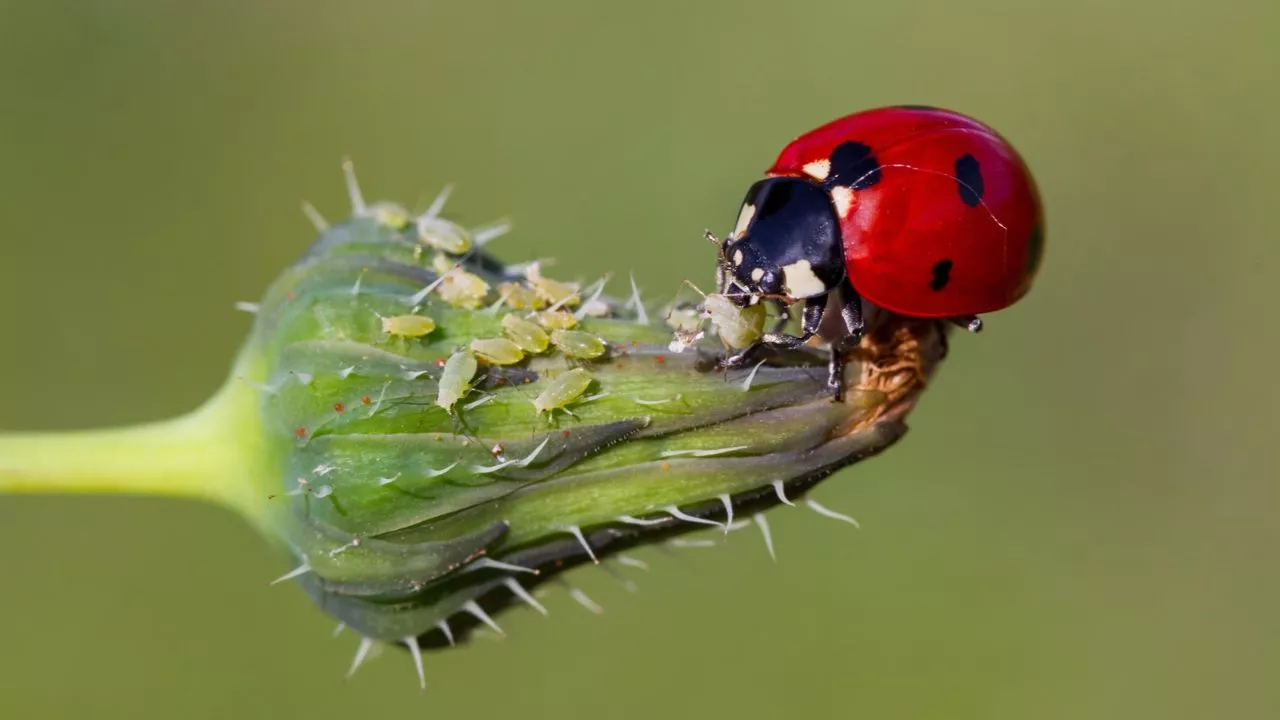 Ladybug Diet