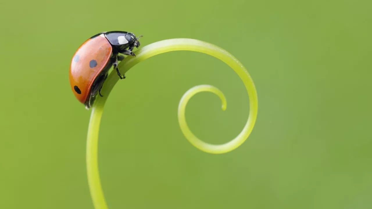 Ladybug Geographical Range