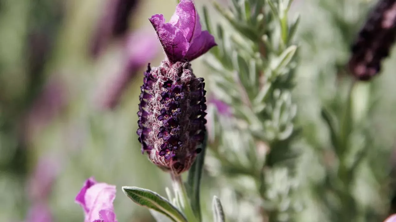19 Plants To Keep Cats Away And To Protect Your Flower Garden 5 Lavandula