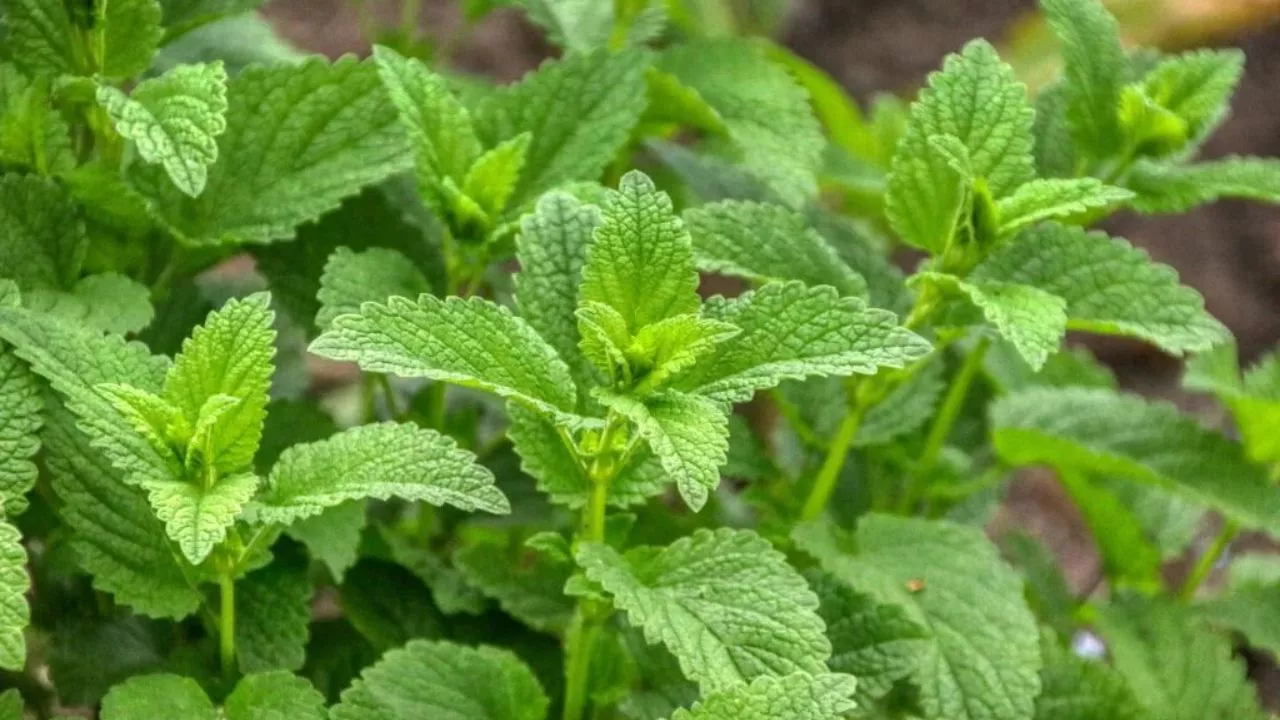 19 Plants To Keep Cats Away And To Protect Your Flower Garden 9 Lemon Balm