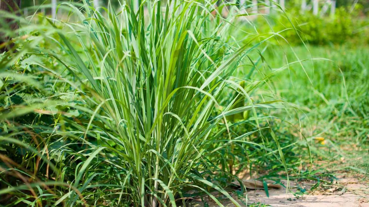 19 Plants To Keep Cats Away And To Protect Your Flower Garden 4 Lemongrass
