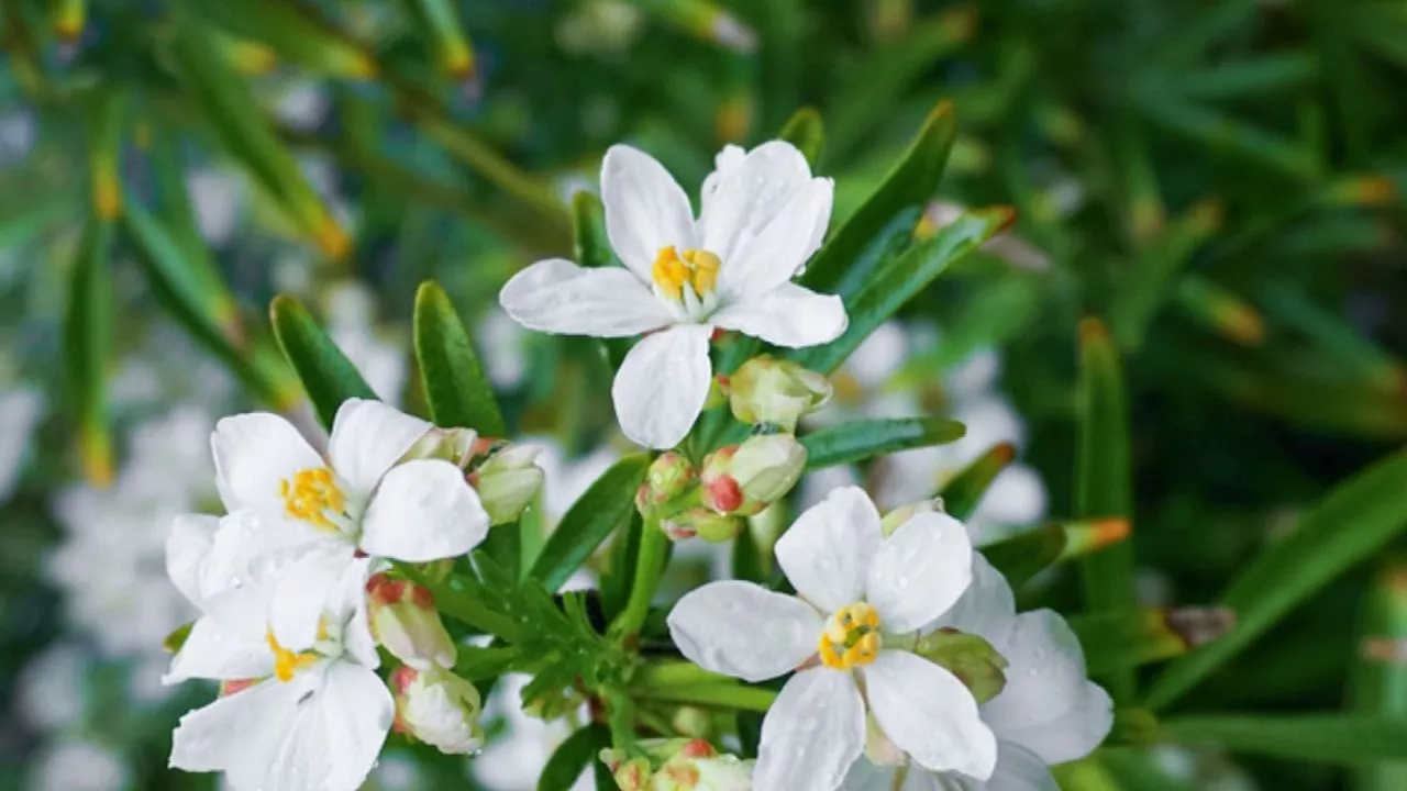 19 Plants To Keep Cats Away And To Protect Your Flower Garden 18 Mexican Orange