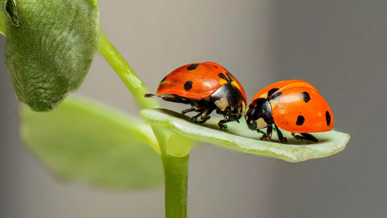 Native Ladybug Populations