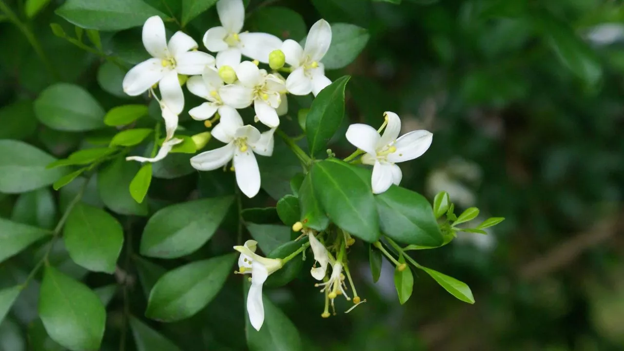 19 Plants To Keep Cats Away And To Protect Your Flower Garden 17 Orange Jessamine