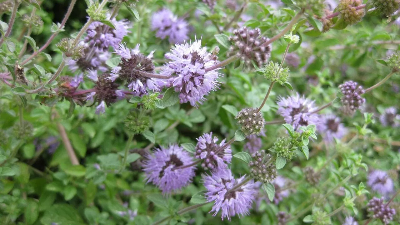 19 Plants To Keep Cats Away And To Protect Your Flower Garden 19 Pennyroyal
