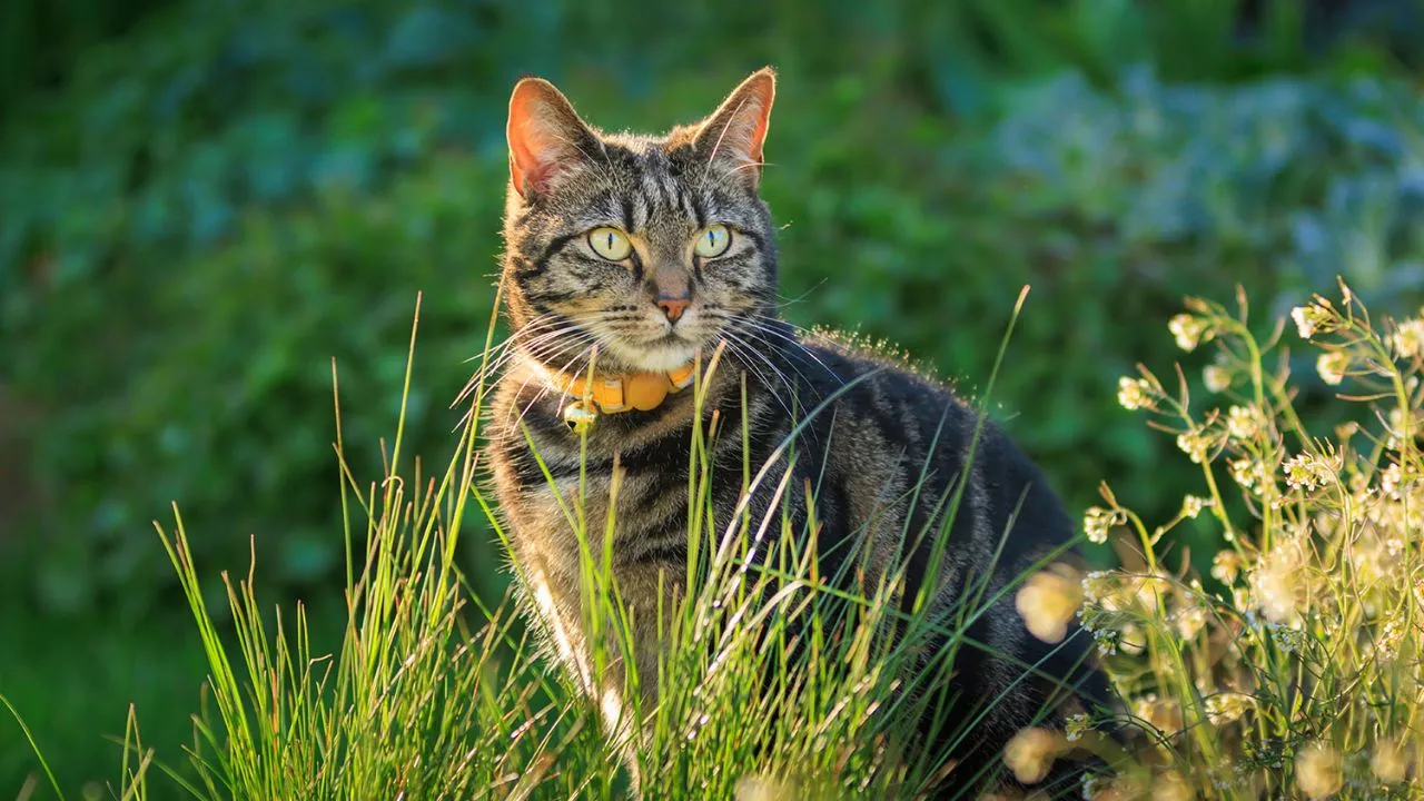 19 Plants To Keep Cats Away And To Protect Your Flower Garden 2 Plants Effectively To Keep Cats Away