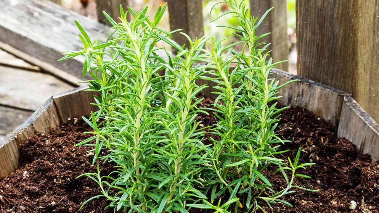 19 Plants To Keep Cats Away And To Protect Your Flower Garden 6 Rosemary