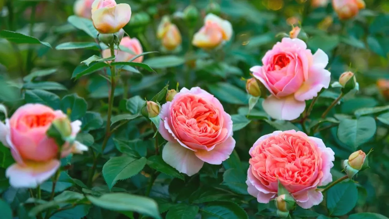 19 Plants To Keep Cats Away And To Protect Your Flower Garden 14 Roses