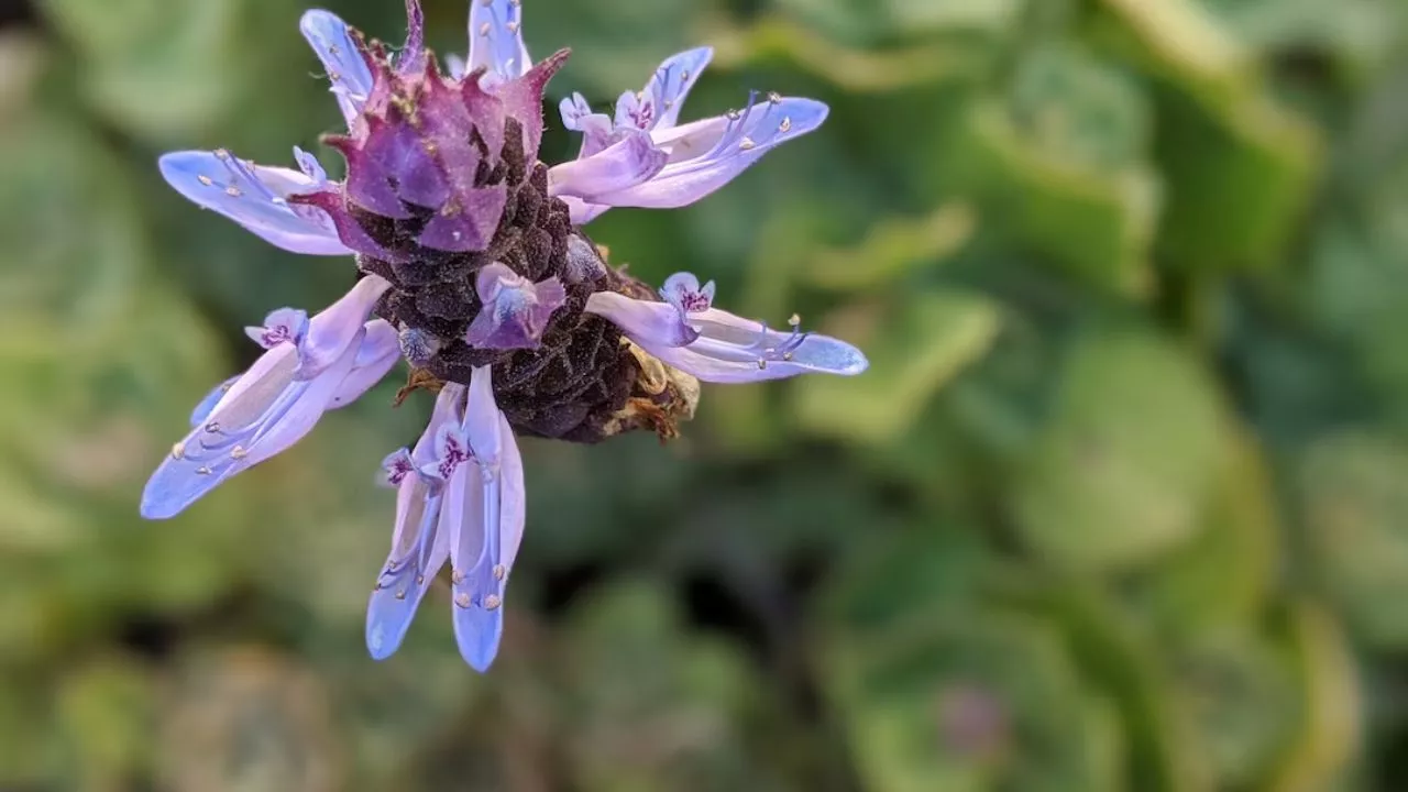 19 Plants To Keep Cats Away And To Protect Your Flower Garden 11 Scaredy Cat Plant