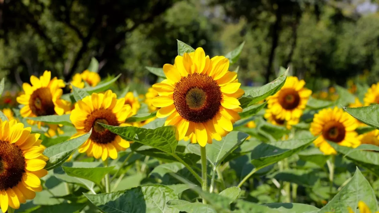 Sunflowers