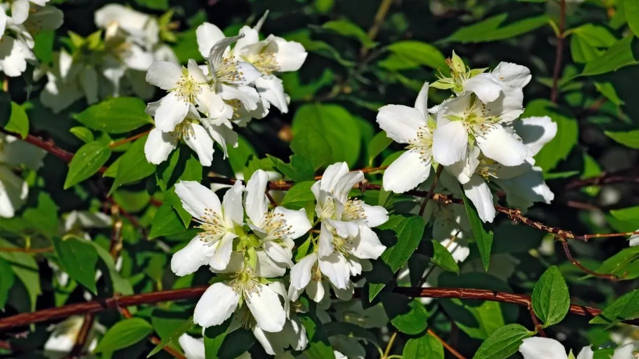 19 Plants To Keep Cats Away And To Protect Your Flower Garden 16 Sweet Mock Orange