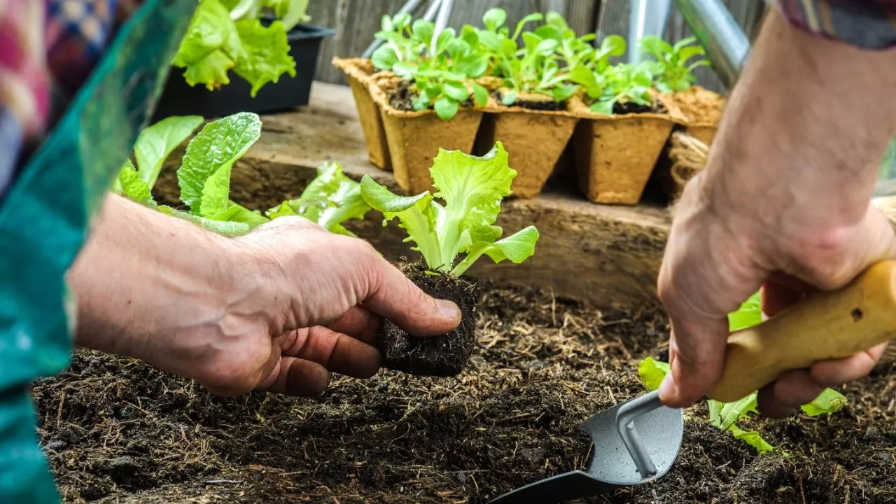 Vegetable Gardens Worth It