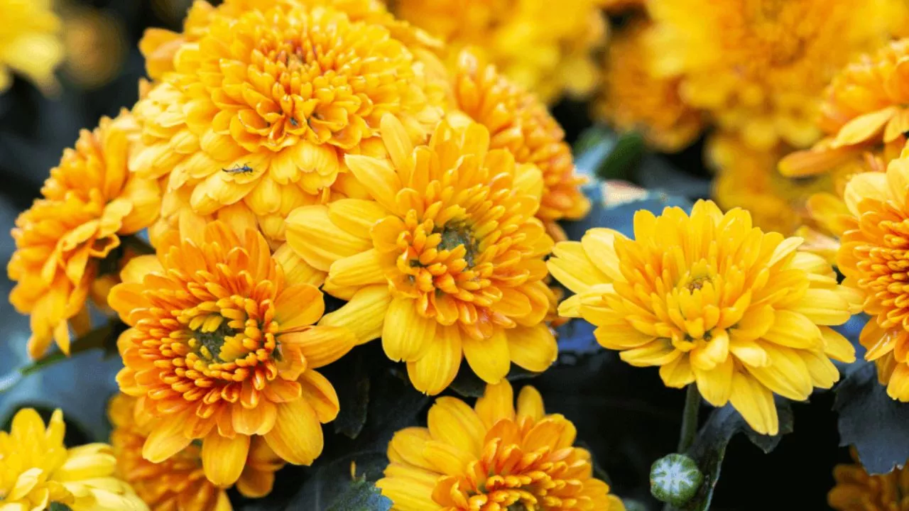 Yellow Chrysanthemums