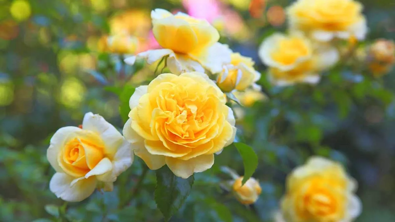 Yellow Rose