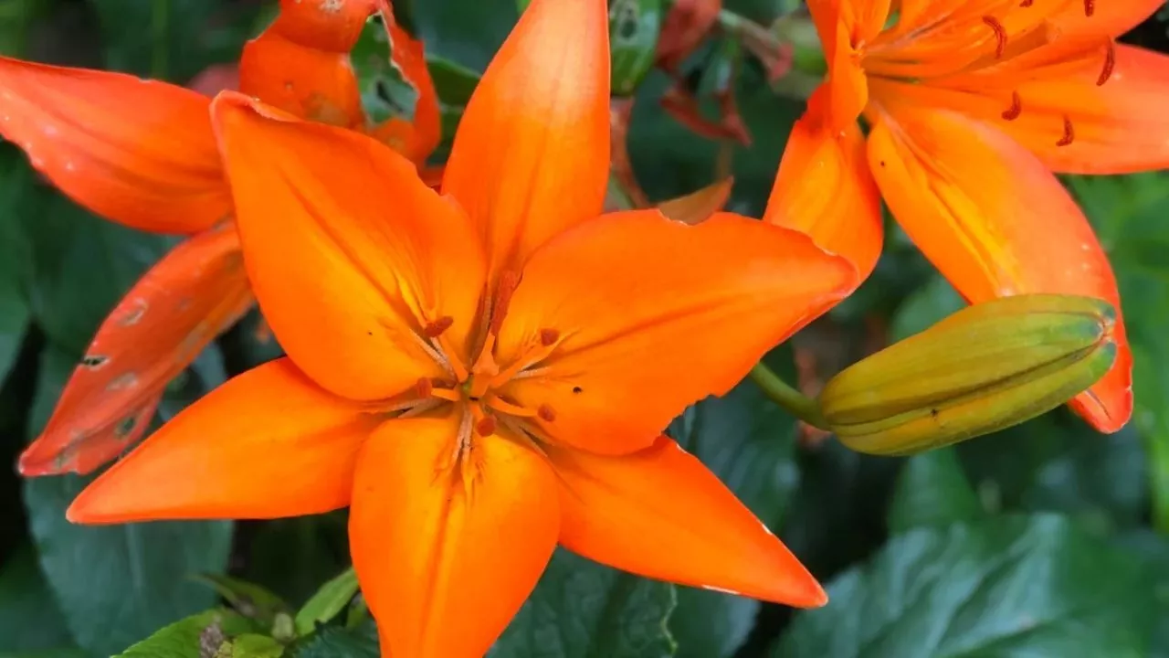 orange lily