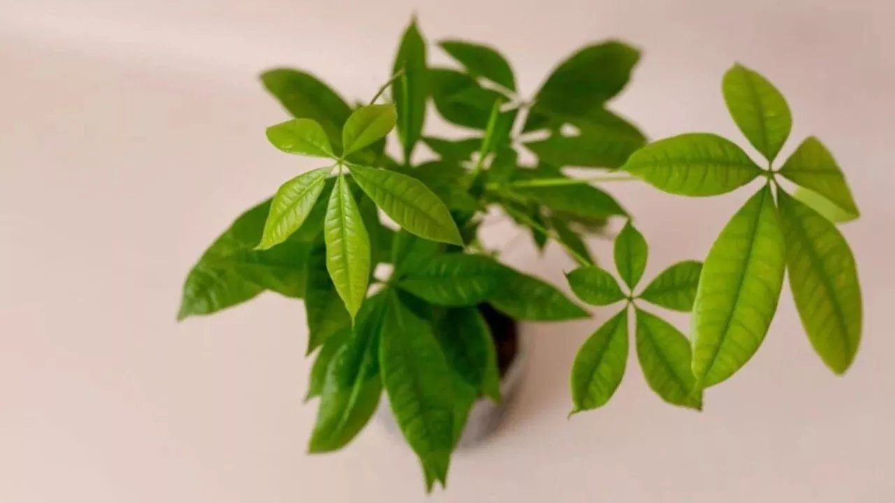 Preventing Future Leaf Loss